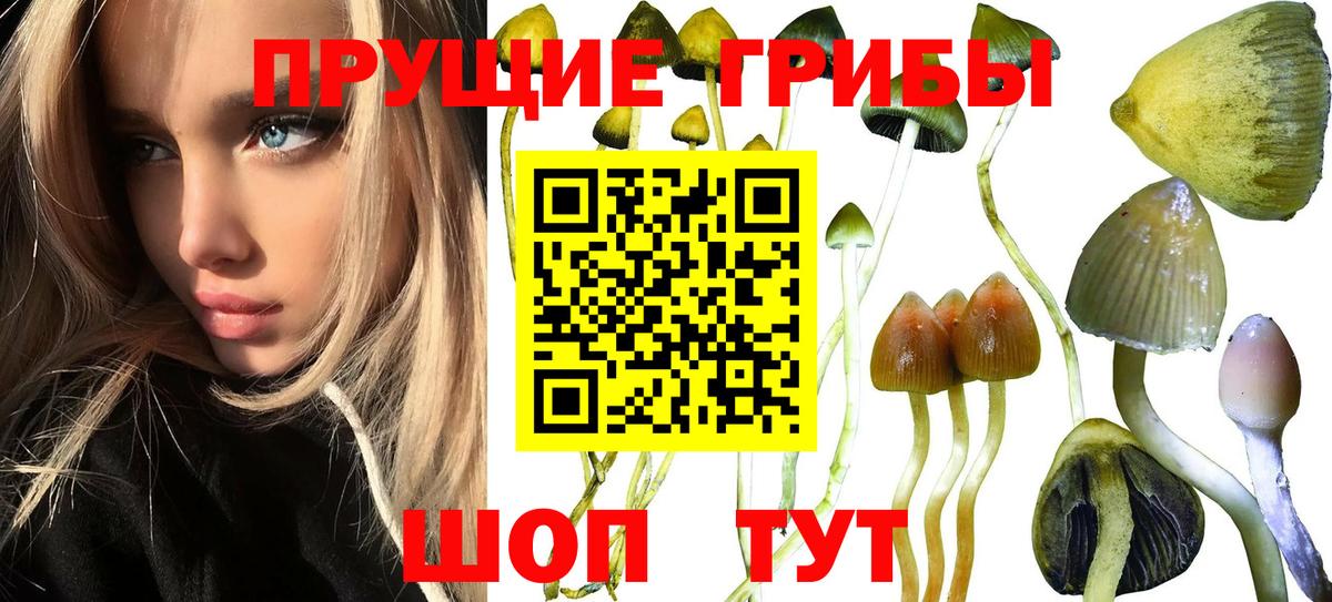 Галлюциногенные грибы Psilocybe Гай